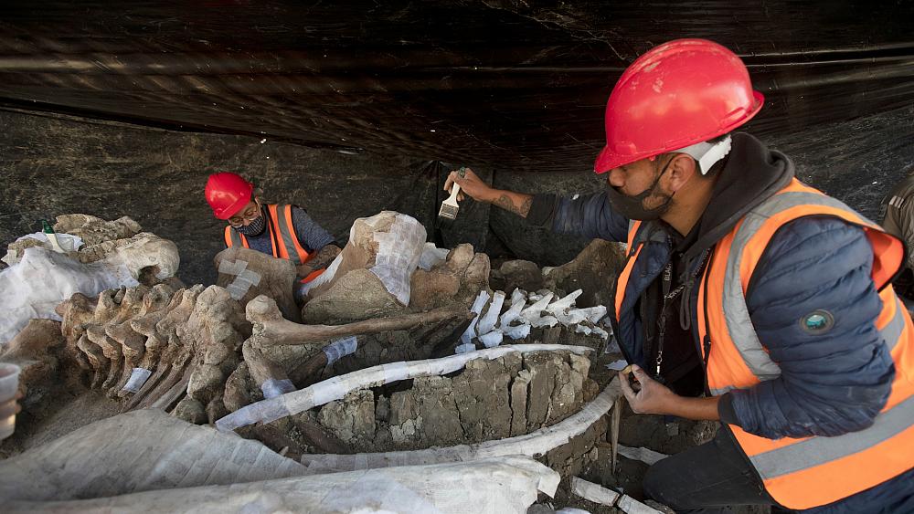 اكتشاف هياكل لثديات ضخمة انقرضت قبل 20 ألف عام في المكسيك – وكالة العهد نيوز