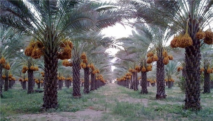 وزارة الزراعة تعلن استمرارها بتصدير التمور الى مختلف دول اسيا