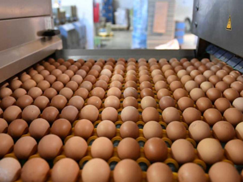 الزراعة توجه بالمحافظة على اسعار بيض المائدة في الاسواق المحلية