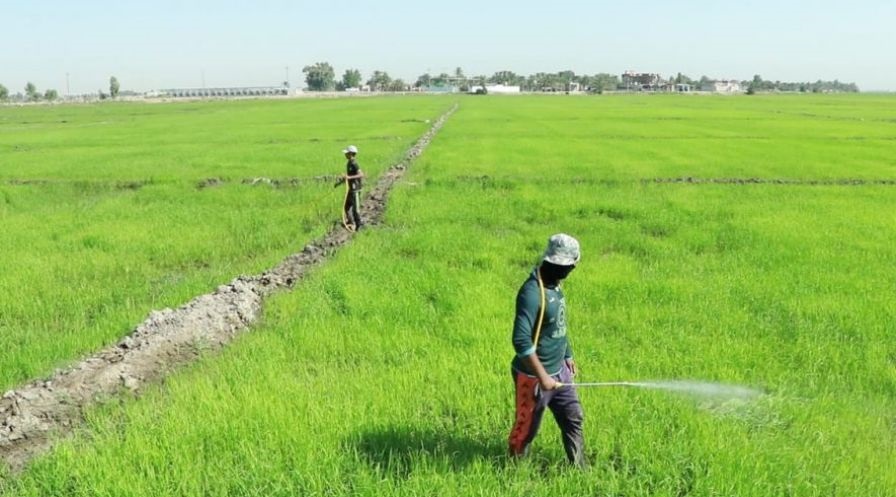 وزارة الزراعة تصدر توجيهات جديدة لزيادة انتاج المحاصيل الزراعية